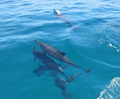 And more dolphins